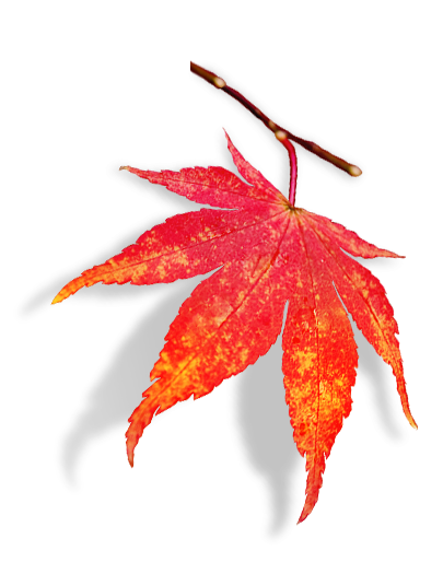 img red leaf2